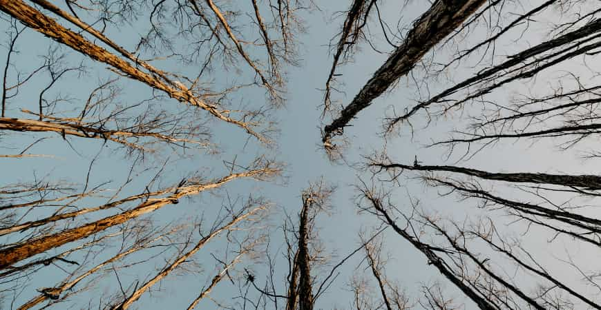 You are currently viewing Signs Your Tree Might Need Removal